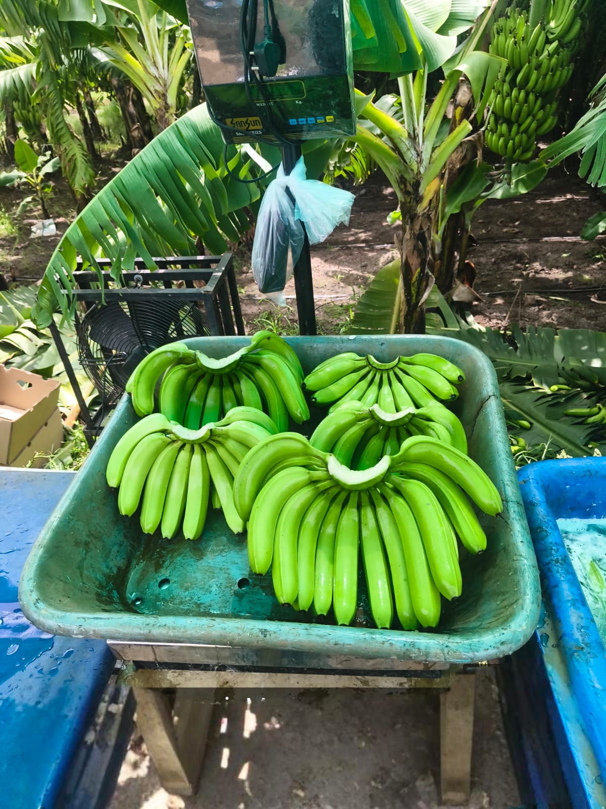 Quality Bananas